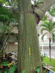 Pseudobombax septenatum