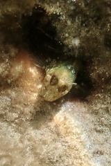 Parablennius incognitus