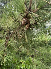 Pinus rigida