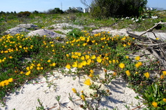 Lampranthus explanatus