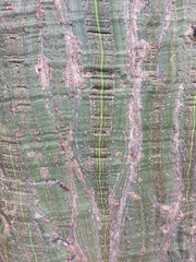 Pseudobombax septenatum