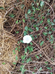 Calystegia sepium