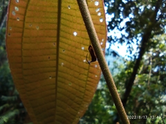 Membracidae