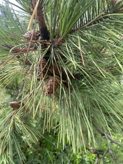 Pinus rigida