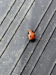 Endomychus biguttatus