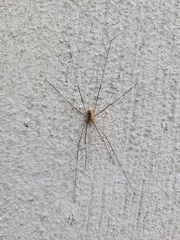 Phalangioidea
