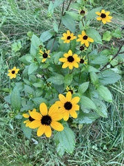 Rudbeckia triloba