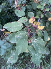 Amelanchier alnifolia