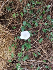 Calystegia sepium