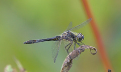 Sympetrum danae