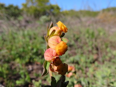 Hermannia ternifolia