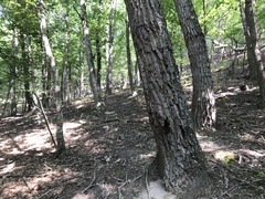 Quercus montana