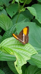 Adelpha