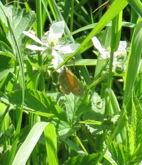 Coenonympha california