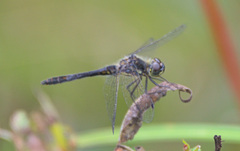 Sympetrum danae