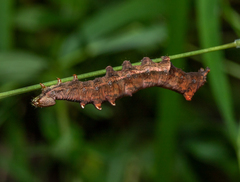 Notodonta dromedarius