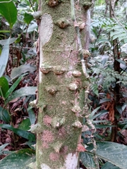 Zanthoxylum rhoifolium