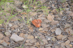 Fungi