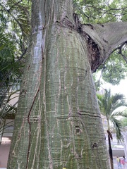 Pseudobombax septenatum