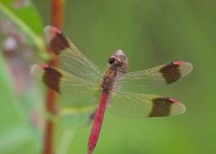 Sympetrum pedemontanum