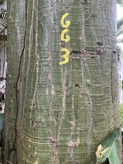 Pseudobombax septenatum