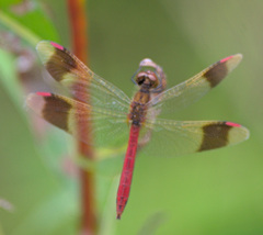 Sympetrum pedemontanum
