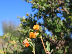 Hermannia ternifolia