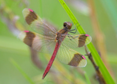 Sympetrum pedemontanum