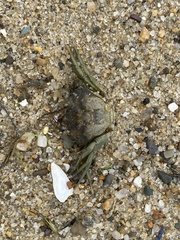 Carcinus maenas