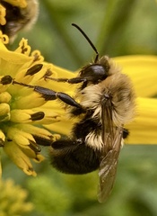 Bombus impatiens