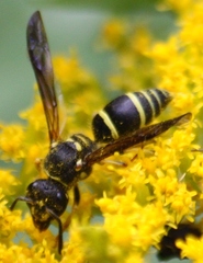 Ancistrocerus catskill