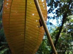 Membracidae
