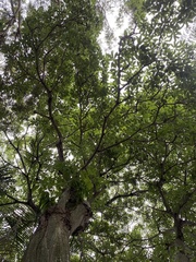 Pseudobombax septenatum