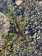 Suaeda maritima