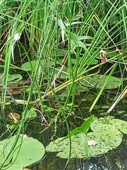 Sagittaria sagittifolia