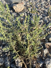 Suaeda maritima