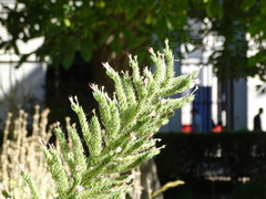 Echium boissieri