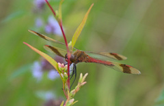 Sympetrum pedemontanum