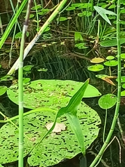 Sagittaria sagittifolia