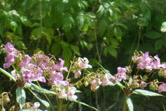 Impatiens glandulifera