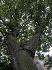 Pseudobombax septenatum