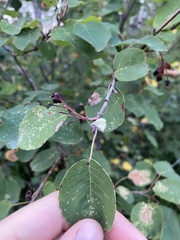 Amelanchier alnifolia