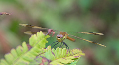 Sympetrum pedemontanum
