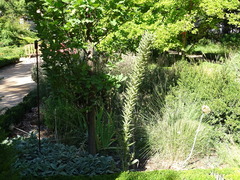 Echium boissieri