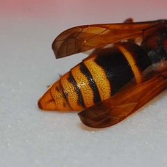Eumeninae