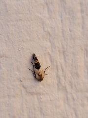 Acontiini