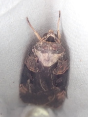 Pseudohermonassa bicarnea