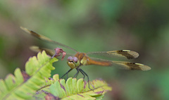 Sympetrum pedemontanum