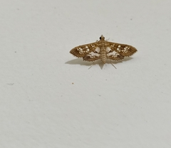 Sameodes