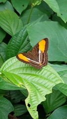 Adelpha